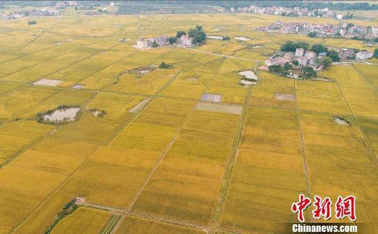 “江南粮仓”江西安排2.55亿元支持江西大米走向全国